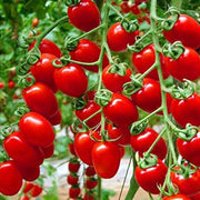 Red Grape Cherry Tomato Seeds