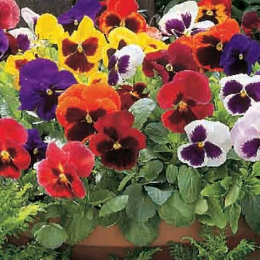 Mixed Perennial Wildflower Pansy Seeds