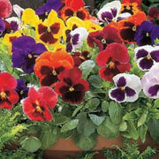 Mixed Perennial Wildflower Pansy Seeds