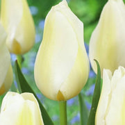 Light Yellow Tulip Seeds