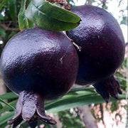 Black Pomegranate Seeds