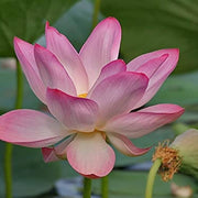 Mini Dwarf Lotus Seeds