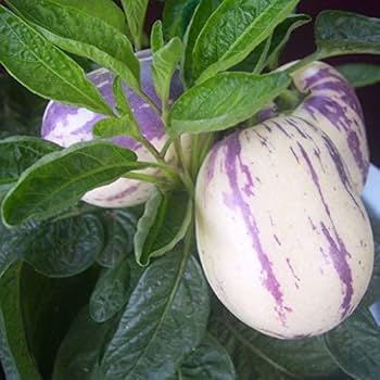 White Purple Pepino Seeds