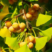 Maidenhair Ginkgo Biloba Seeds, Herbal