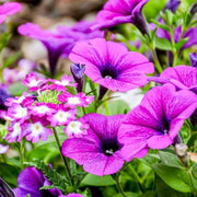 Petunia Seeds - For Home Gardens Seeds