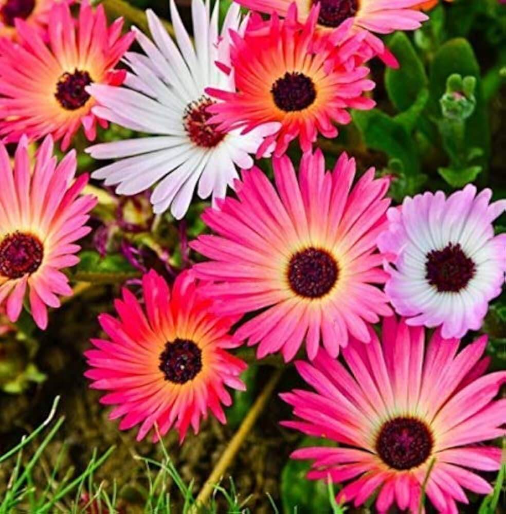 Wildflower Mix Ice Seeds