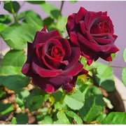 Dark Red Holland Rose Seeds