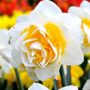 Double Petals Daffodil Narcissus Seeds
