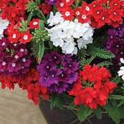 Cut Flower Vervain Seeds