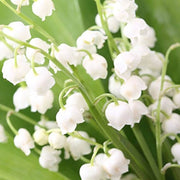 Bell Orchid Seeds