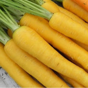Yellow Carrot Seeds