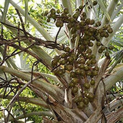 Bismarckia Nobilis Seeds