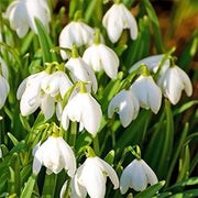 White Snowdrop Seeds