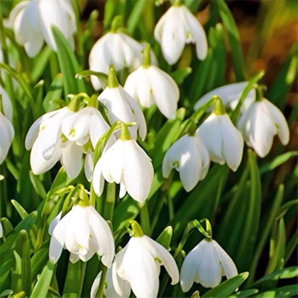 Galanthus Nivalis Snowdrop Seeds