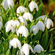 Galanthus Nivalis Snowdrop Seeds