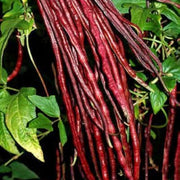 Red Long Bean Seeds