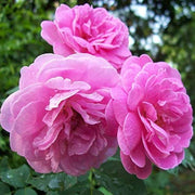 Pink Damascus Rose Seeds