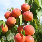Prunus armeniaca Apricot Seeds