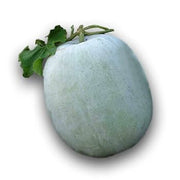Ash Gourd Seeds