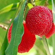 Bayberry Seeds - for Home Gardens Seeds
