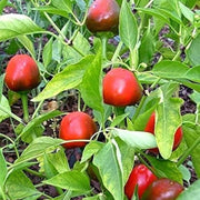 Cherry Bomb Pepper Seeds