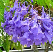 Lavender Trumpet Jacaranda Cuspidifolia Seeds