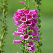 Pink Foxglove Seeds