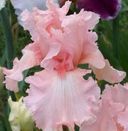 Pink Iris germanica Seeds