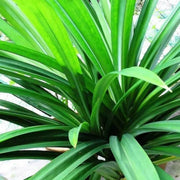 Vietnam Culinary Pandan Seeds - Herbal Seeds