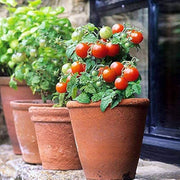 Dwarf Red Robin Tomato Seeds