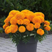Giant Hybrid Marigold Seeds