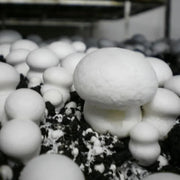 White Button Mushroom Seeds