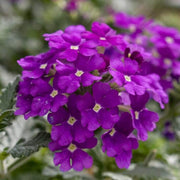Semi-Trailing Verbena Seeds