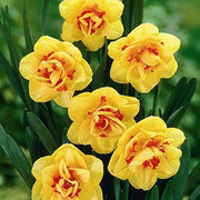 Yellow Red Double Petals Narcissus Daffodil Seeds - Flower Plant