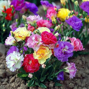 Colorful Mix Lisianthus Seeds