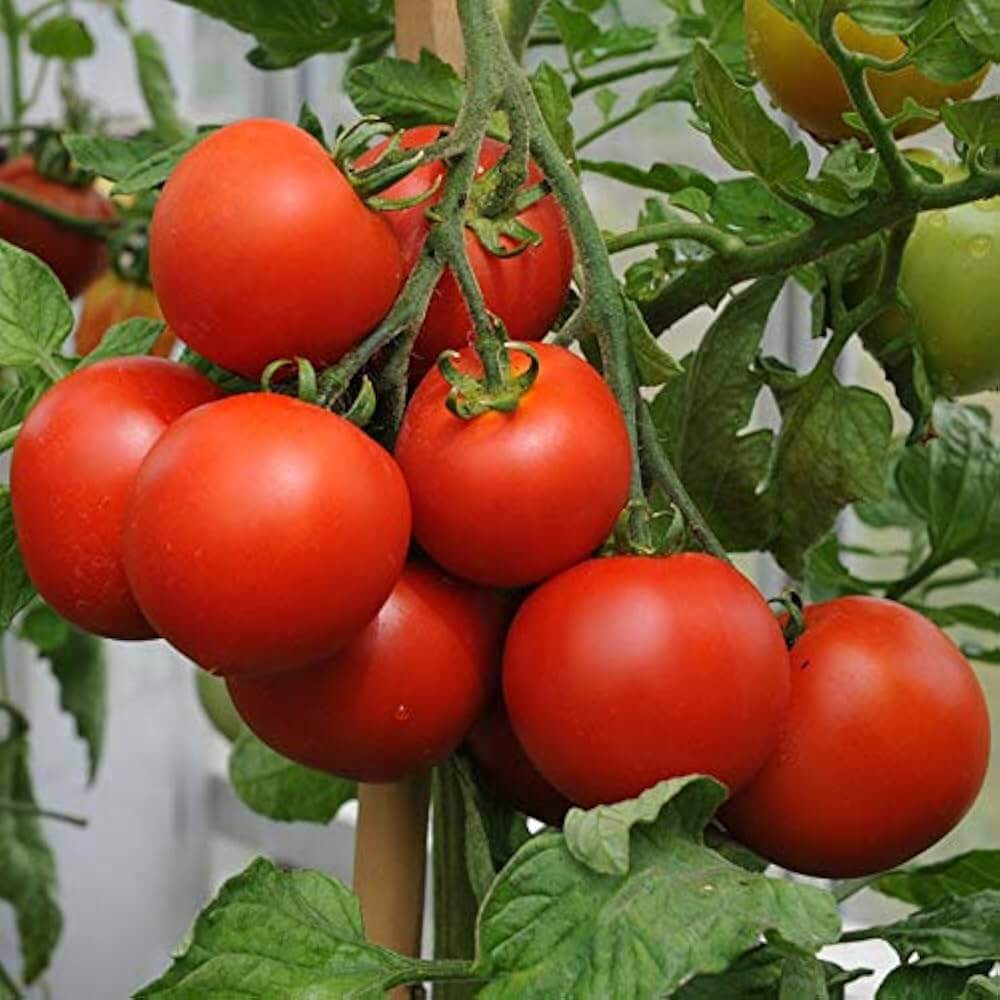 Multi Tomato Seeds
