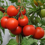 Multi Tomato Seeds