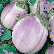 Lavender Eggplant Seeds