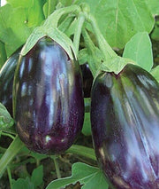 Blue Seeds, Solanum melongena
