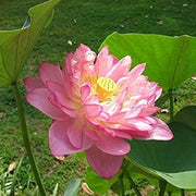 Exquisite Pink Blooms Momo Botan Seeds