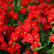 Strumosa Nemesia Seeds