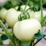 White Tomato Seeds