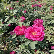 Deep Pink Climbing Rosa spp. Seeds
