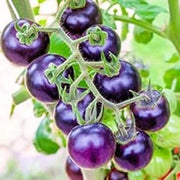 Navy Blue Tomato Seeds