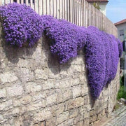 Violet Rock Cress Seeds, Herbal