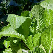 Green Leafy Mustard Seeds