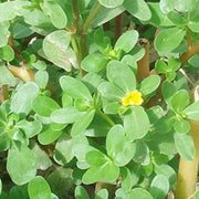Portulaca Oleracea Seeds, Herbal