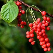 Wu-Wei-Zi Schisandra Seeds, Herbal