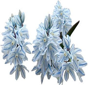 Nivalis Snowdrop Seeds