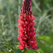 Maroon Wildflower Mix Lupine Seeds